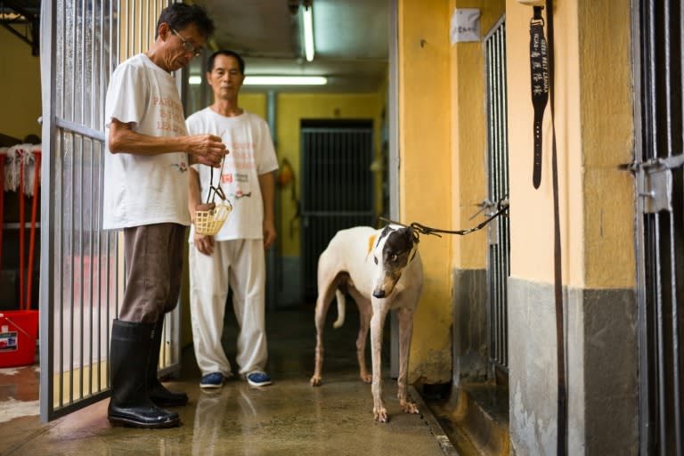 Today the greyhounds that remain at the track are looked after by former Canidrome workers as well as volunteers and Anima staff