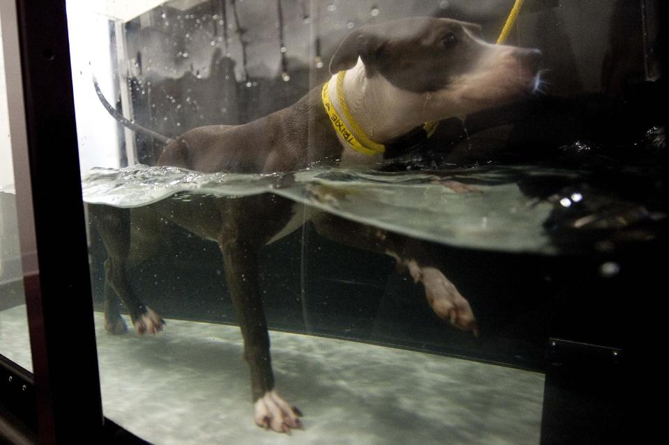 In this Aug. 8, 2012 photo, Trixie, 3, a pit bull, tries out an aquatic treadmill meant for dogs in need of lower impact exercise, during a demonstration at LA Dog Works in Los Angeles. The aquatic treadmill is one of three different types at LA Dog Works. LA Dog Works, a 24-hour dog care center, which includes boarding, grooming, training, daycare, hydrotherapy, massage therapy and a retail store, also uses a $3,000 Jog A Dog and a $40,000 underwater treadmill from a company that is now Hudson Aquatic Systems. (AP Photo/Grant Hindsley)