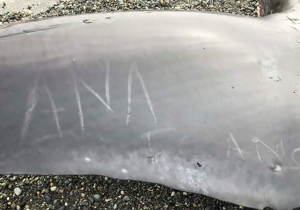 <em>Vandals scratched graffiti into the carcass (CEN)</em>