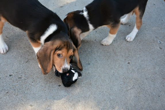 Two of the seven healthy puppies — three females and four males — born by planned Caesarian section to the host dog.