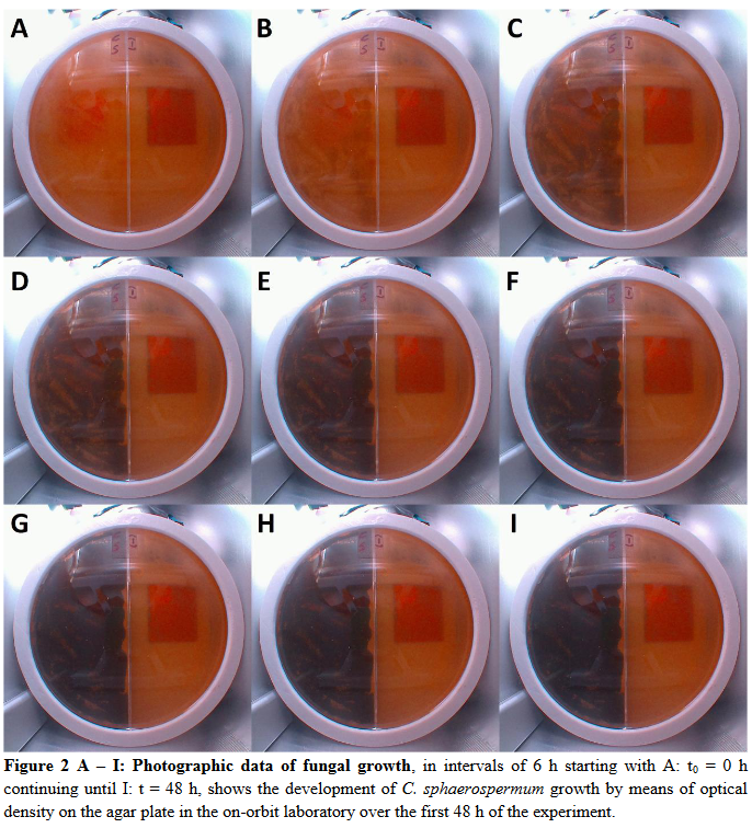 Datos fotograficos del crecimiento fúngico sobre un cultivo de agar en discos de Petri, tomados durante el experimento en el laboratorio orbital en intervalos de 6 horas, hasta un total de 48. (Crédito imagen bioRxiv).