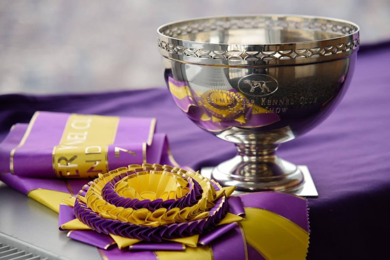 Westminster dog show "Best In Show" winner trophy and ribbon