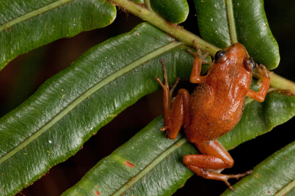 <strong>Scientific Name:</strong> <em>Eleutherodactylus thorectes</em>  <strong>Common Name: </strong>Macaya Breast-Spot Frog  <strong>Category:</strong> Frog  <strong>Population: </strong>Unknown  <strong>Threats To Survival:</strong> Habitat destruction due to charcoal production and slash-and-burn agriculture  Credit: <a href="http://www.robindmoore.com">Robin Moore</a>