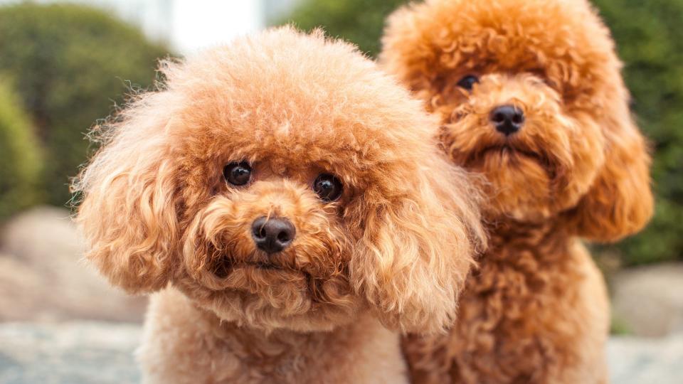 Two poodles