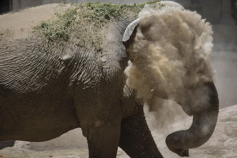 In this photo published this week but taken on Jan. 13, 2020 photo, Asian elephant Mara dusts herself inside the former city zoo now known as Ecopark in Buenos Aires, Argentina. Mara will leave her enclosure and be moved to a special sanctuary in Brazil, but before her trip to the neighboring country expected to take place in March, the 55-year-old is undergoing a training process to prepare her for confinement during the 2,500 kilometers road trip, that will last two or three days. (AP Photo/Daniel Jayo)