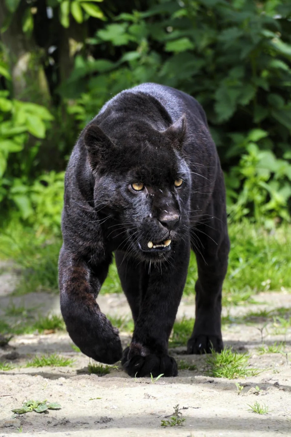 Worcester News: SIGHTINGS: There have been various sightings of a panther in Worcestershire over the years - stock picture