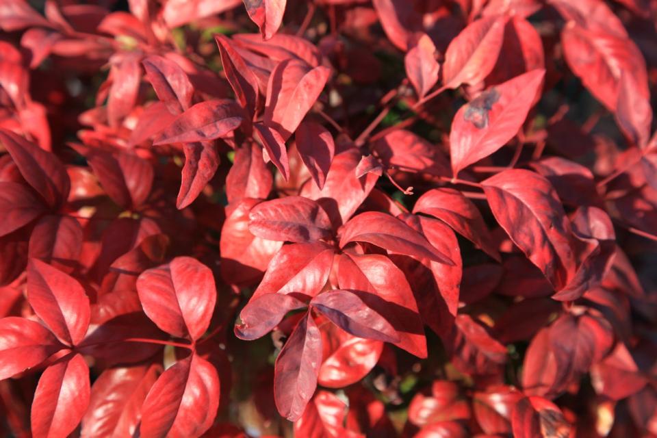 Close view of bright red Nandina leaves.