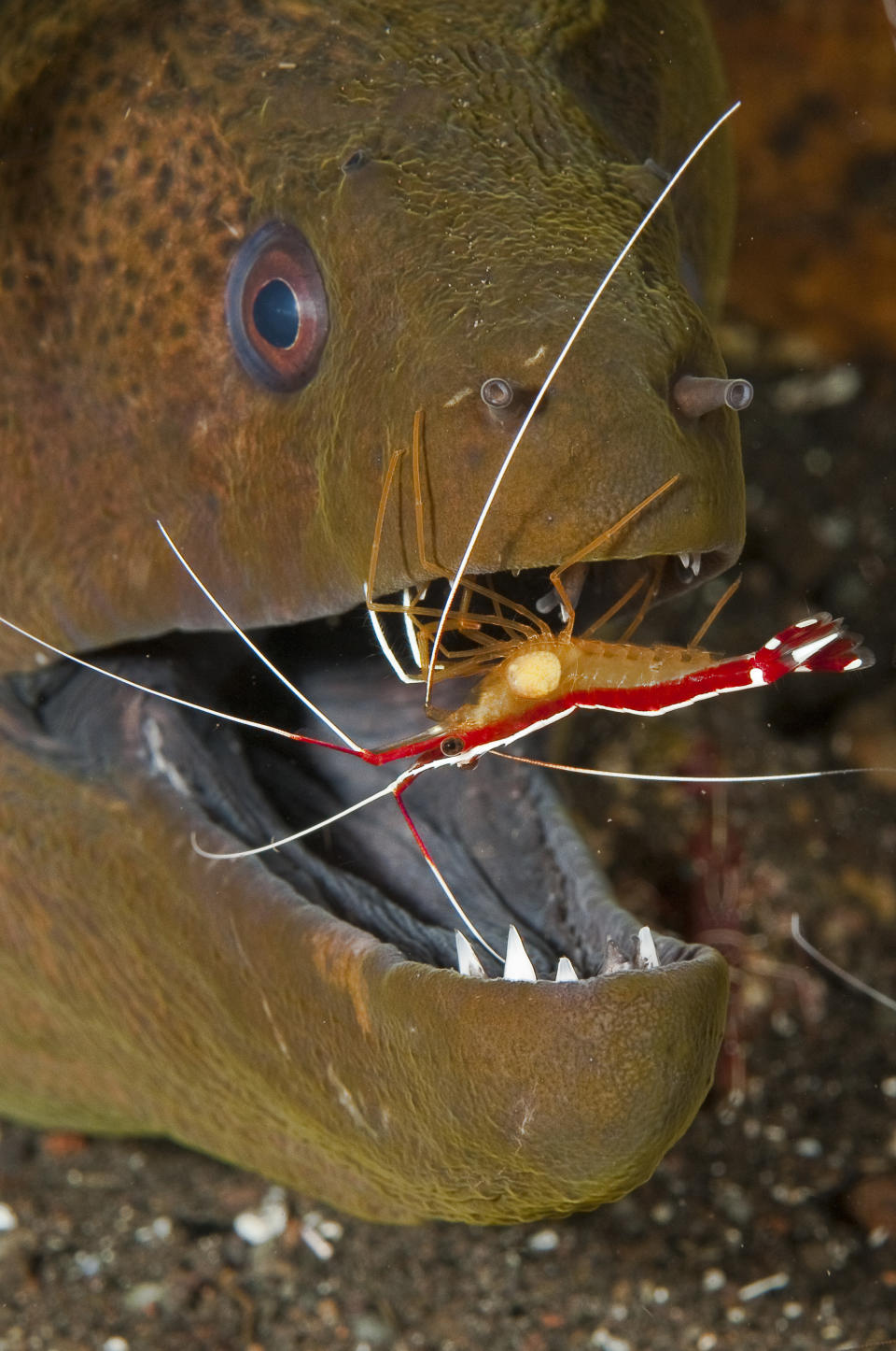 Scarlet cleaner shrimp cleans yellow-edged moray