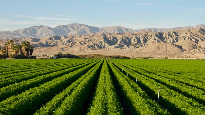 Carrot field in Indio Californian Desert in November.