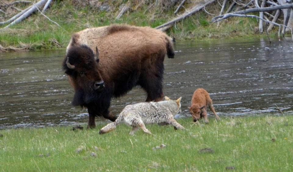 (Photo: Yellowstone National Park)