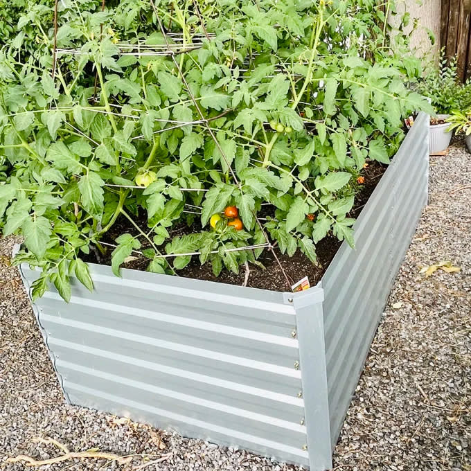 Raised garden bed with tomato plants and one visible ripe tomato