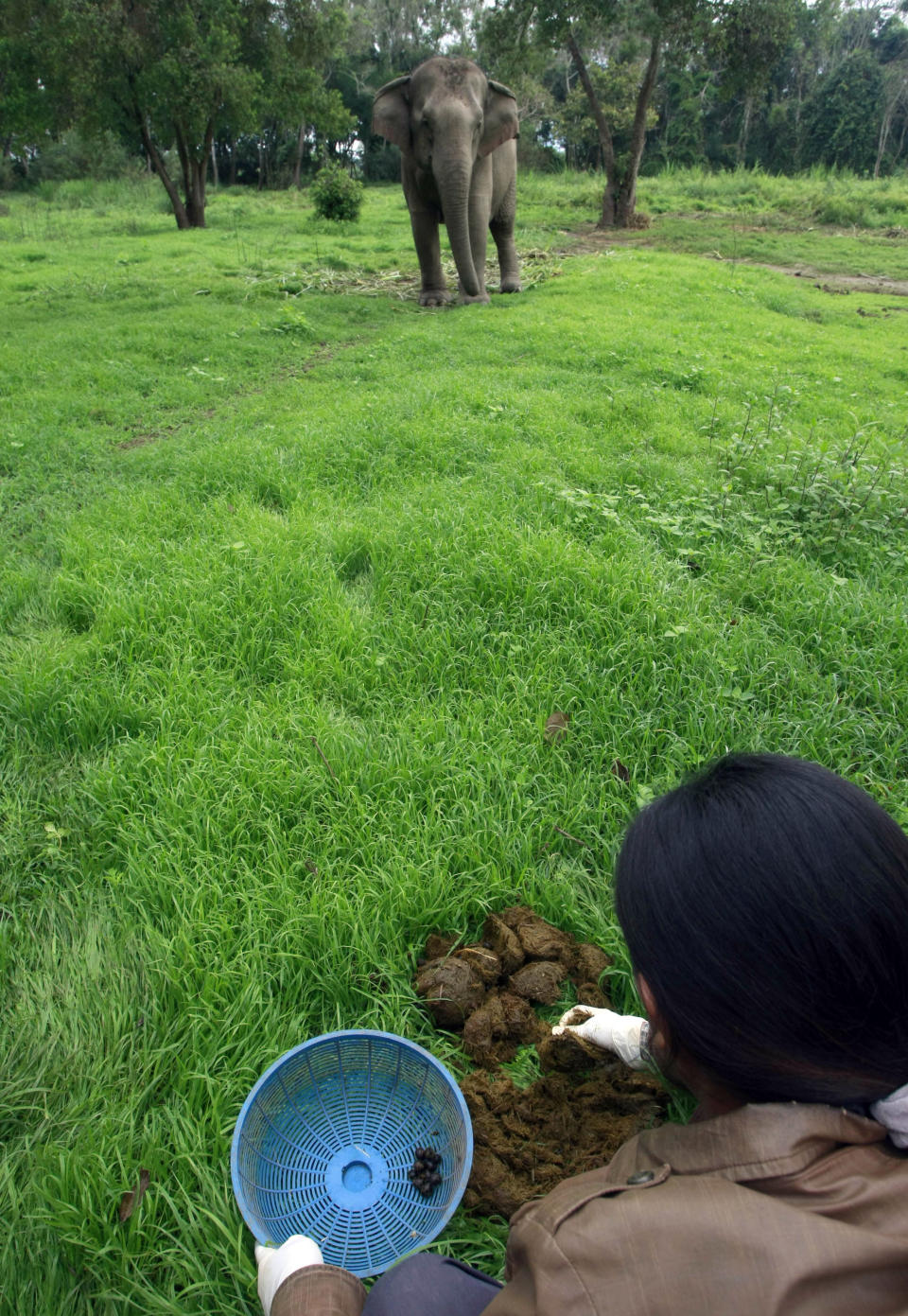 In this photo taken Dec. 4, 2012, Niang Homhuan, 37, a Thai mahout's wife, picks coffee beans out of elephant dung at a camp in Chiang Rai province, northern Thailand. A Canadian entrepreneur with a background in civet coffee has teamed up with a herd of 20 elephants, gourmet roasters and one of the country's top hotels to produce the Black Ivory, a new blend from the hills of northern Thailand and the excrement of elephants which ranks among the world's most expensive cups of coffee. (AP Photo/Apichart Weerawong)