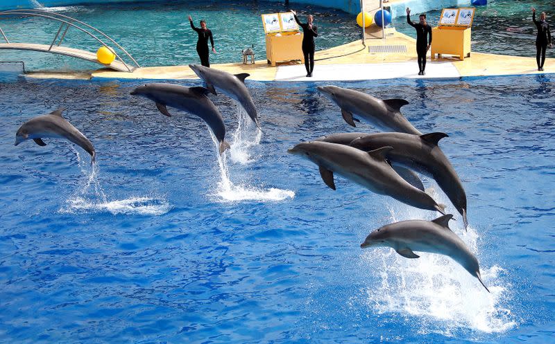 FILE PHOTO: Dolphins perform during a press visit at the Marineland Zoo in Antibes