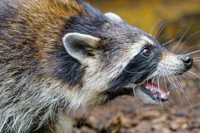 <p>Getty</p> A stock image of a raccoon