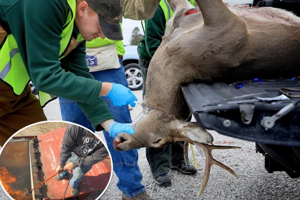 Scientists are sounding the alarm over the spread of “zombie deer disease” amid fears it may evolve to infect humans. AP