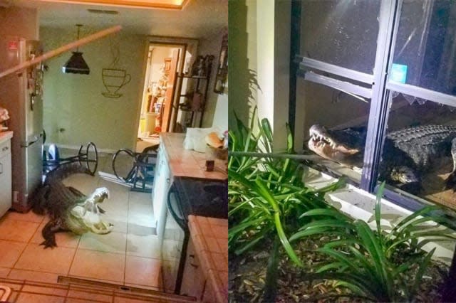 Alligator measuring 11 feet breaks into Florida resident's home through window