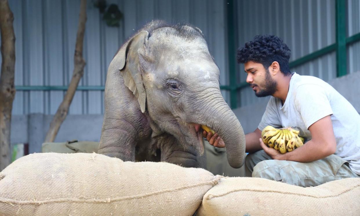 <span>After the train collision that killed her mother, elephant calf Bani, herself seriously injured, is looked after by staff at specialist Mathura hospital.</span><span>Photograph: Courtesy of Wildlife SOS</span>