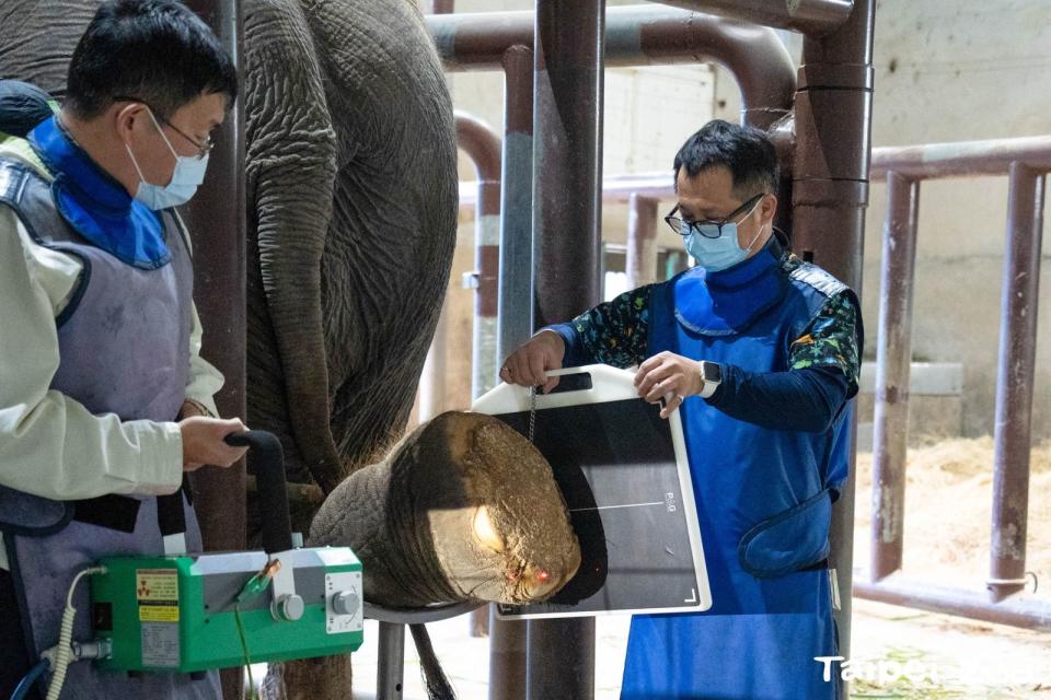 獸醫為亞洲象「友信」左腳治療、拍X光。（台北市立動物園提供）