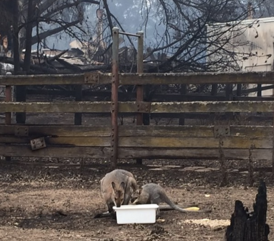 Two wallabies drink from a white tub at Wild2Free.