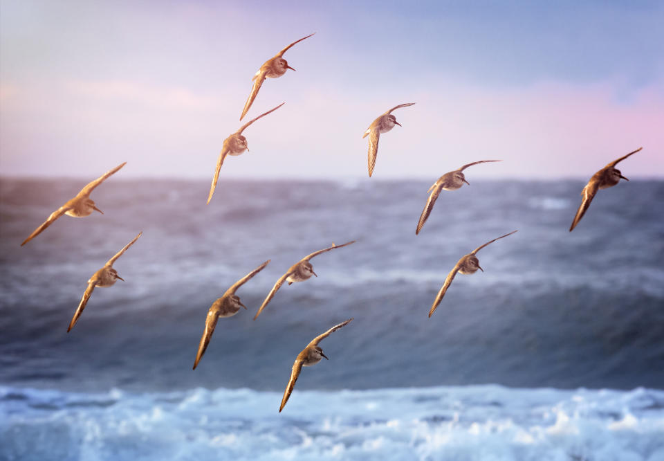 Beautiful Blues and Pinks with Birds Against Surf at Jones Beach in Winter