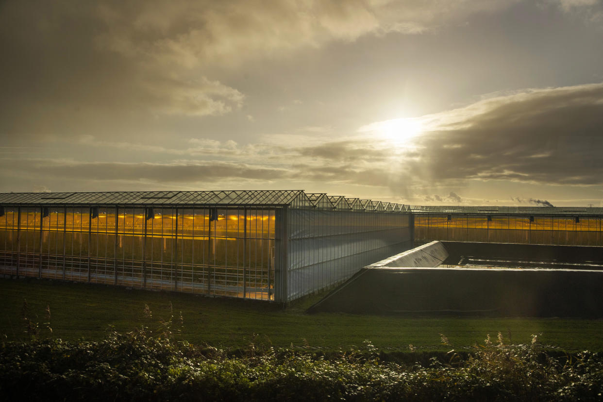 In this Friday Nov. 29, 2019, image, Plants grow with artificial lights and regulated climate conditions in greenhouses near Gouda, Netherlands, Friday, Nov. 29, 2019. The Dutch government aims to drastically reduce energy and gas consumption in the greenhouse horticulture sector and from 2020 all new greenhouses must by climate-neutral. The two-week Climate Summit COP25 with delegates from over 200 countries has begun in Madrid and seeks to step up efforts to stop global warming. (AP Photo/Peter Dejong)