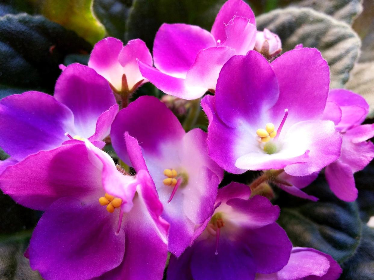 African violets are available in a range of color.
