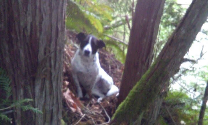 Daisy stuck by the body of her owner after he died during a hike in the woods, apparently from injuries sustained from a fall. Her barking ultimately led a search team to find them both. (Photo: Pierce County Sheriff's Office)