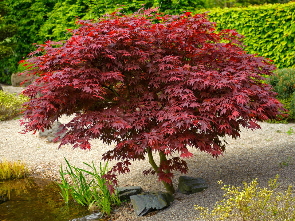 Acer palmatum 'Bloodgood'