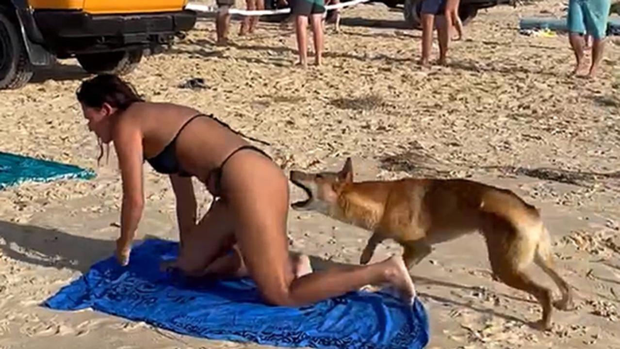 One high profile attack in 2023 involved a dingo biting an unaware French tourist on the buttocks while she was sunbathing. Picture: Supplied