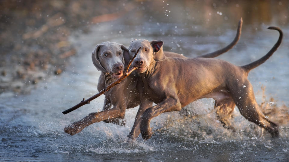 Two Weimaraners playing with stick in water