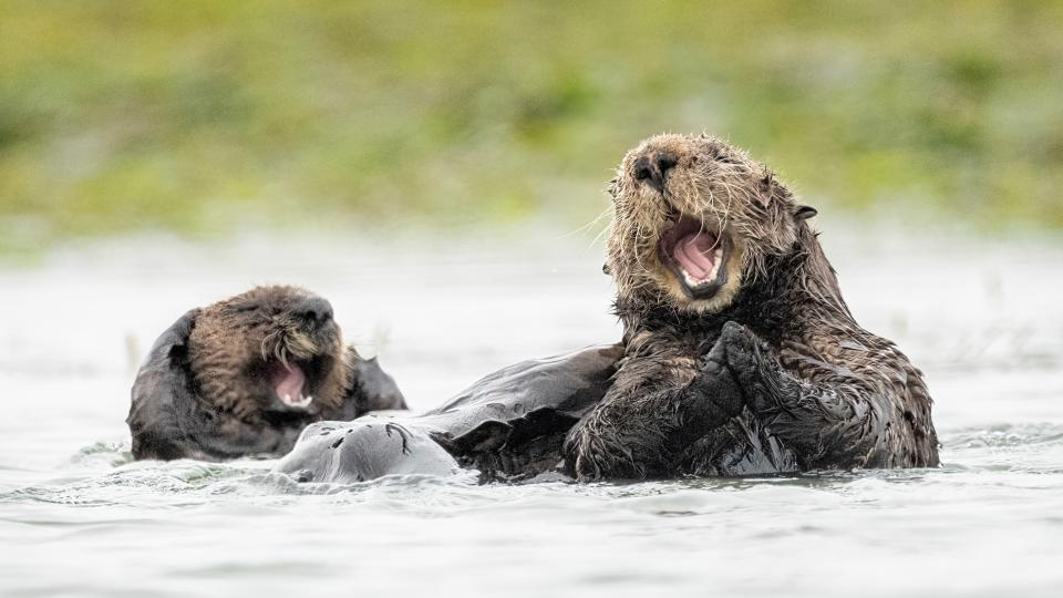 Two otters appear to be laughing while floating in the water.