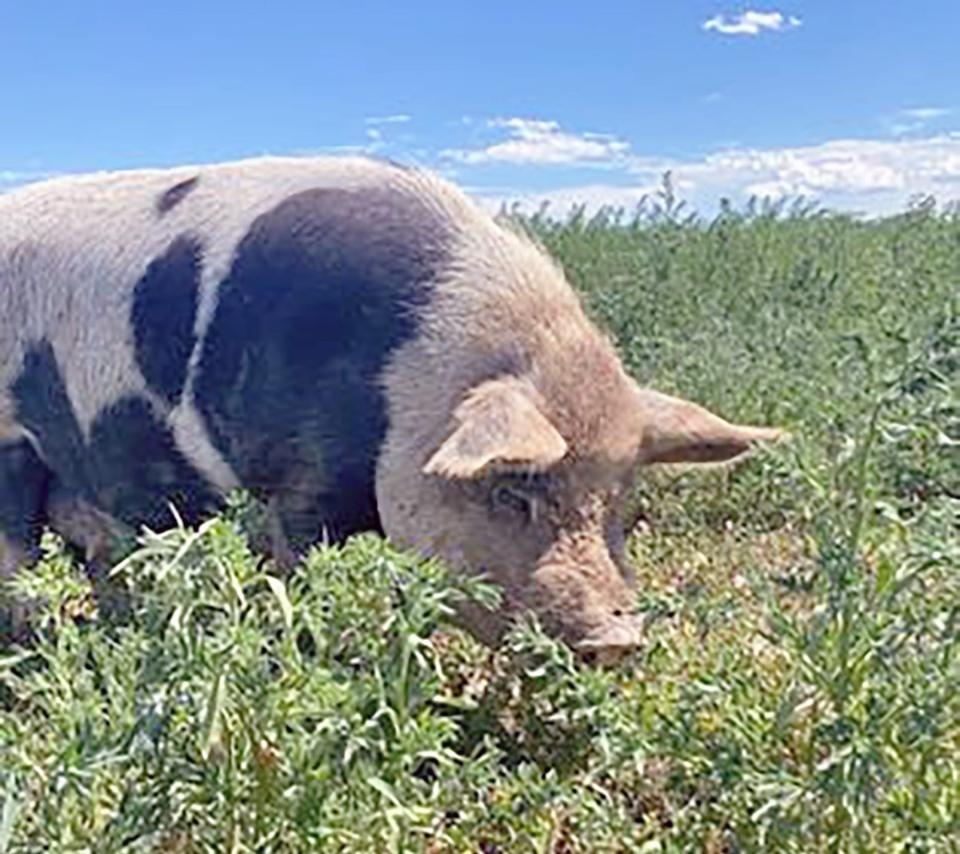 A Nola Naturals hog grazes in a field at the Avondale farm.