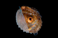 <p>An Argonauta hians (paper nautilus) from the deep waters around Anilao, Philippines. (Photo: Cai Songda/Caters News) </p>