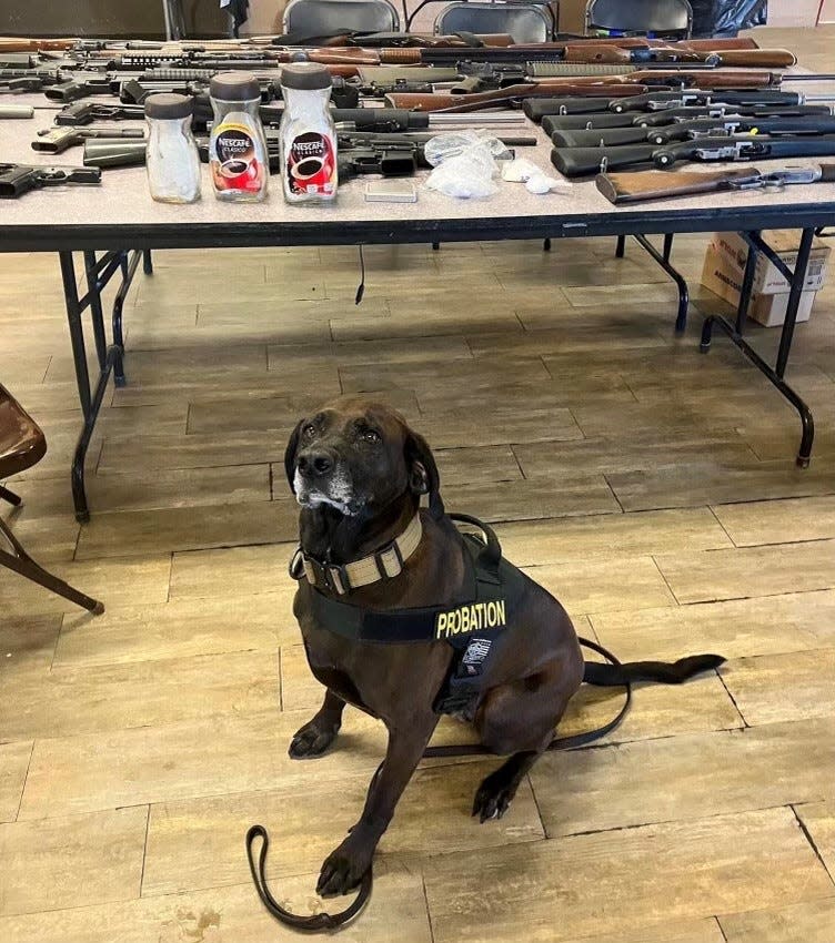 San Bernardino County Probation K9 Niko assisted with the latest round of Operation Consequences, which targeted crime suppression throughout the High Desert.