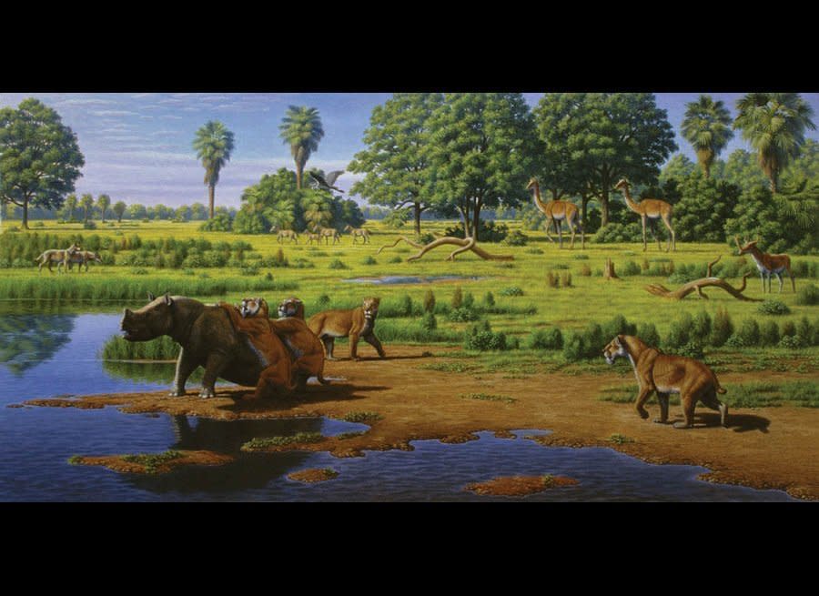 This scene shows a prehistoric rhino struggling to escape the sharp claws of two saber-toothed cats.  From left to right: Aelurodon, Teleoceras (rhino), Barbourofelis (saber-tooth), Neohipparion (horse), Aepycamelus (giraffe-like camels), Synthetoceras.