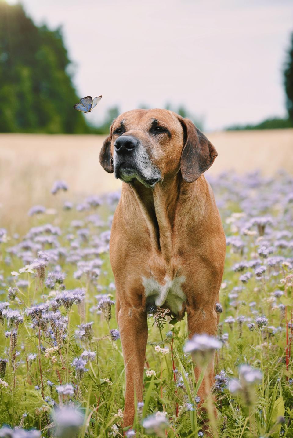 animal category dogs from CEWE Photo Award 2023