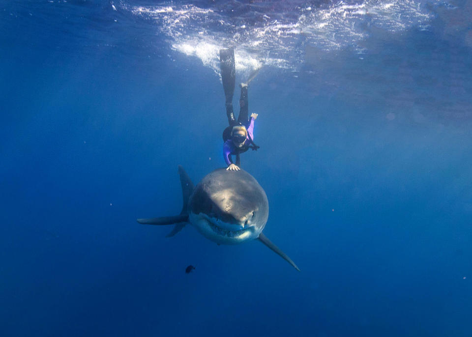 Meet the woman dispelling the myths about one of the worlds most feared ocean predators by swimming without protection with great white sharks. Petite beauty Ocean Ramsey travels the globe swimming with many species of sharks hoping to prove they are nothing like their Jaws film reputation. In these incredible photographs friend Juan Oliphant caught on camera the moment a massive 17-foot Great White let Ocean tail ride through the deep. Shark conservationist Ocean, who is also a scuba instructor, model and freediver, swam with the massive fish in waters off Baja Mexico last year. PIC BY JUAN OLIPHANT / CATERS NEWS