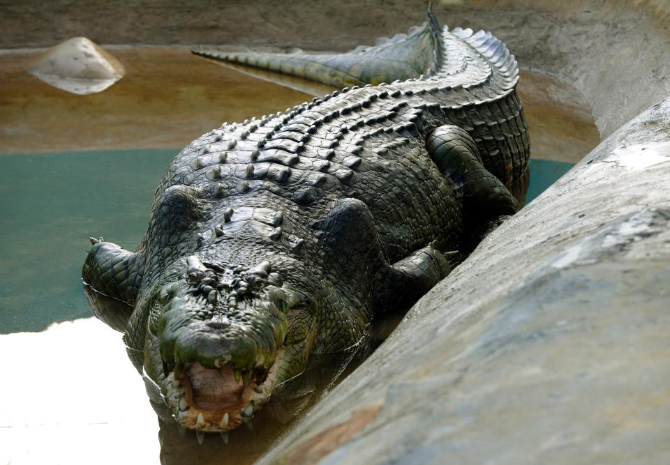 Lolong, a one-tonne 6.4-metre (21-foot) crocodile believed to be the biggest to have ever been caught, is seen in a caged pen in the southern Philippine town of Bunawan (AFP via Getty Images)