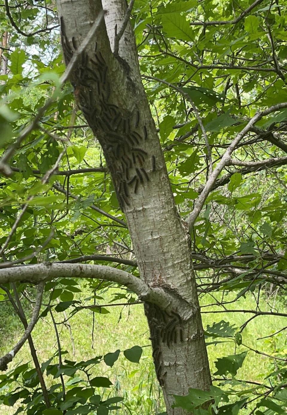 Groups of gypsy moth caterpillars crawl around a tree near Kenockee Township resident Laura Hahn's home.