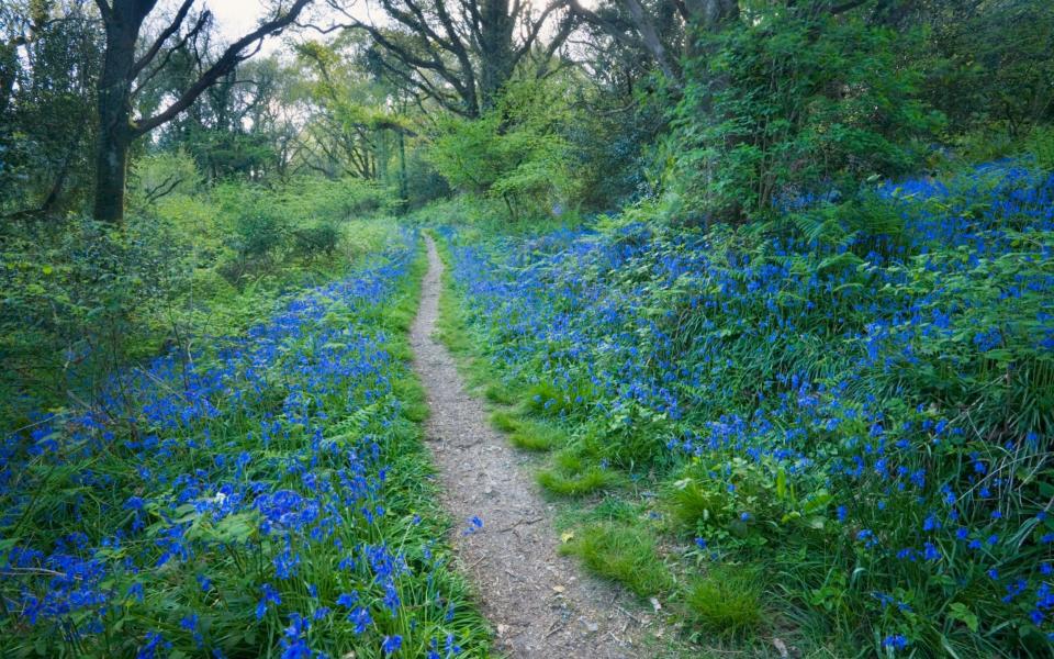 Footpath through Holyford Woods adorned with bluebells - James Osmond/The Image Bank RF