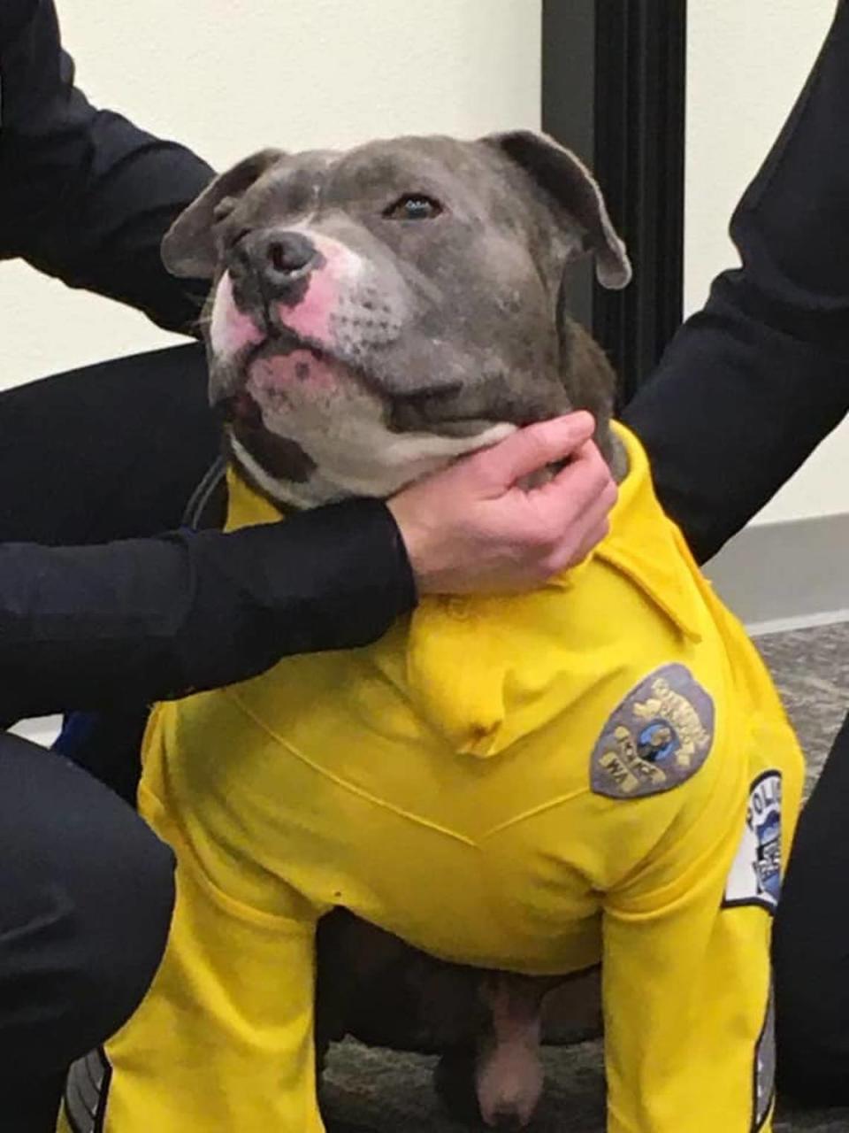 Pasco police helped Eddie, a terminally ill pit bull, by naming him a honorary police officer for the day. Officers brought him on a tour of the Tri-Cities.