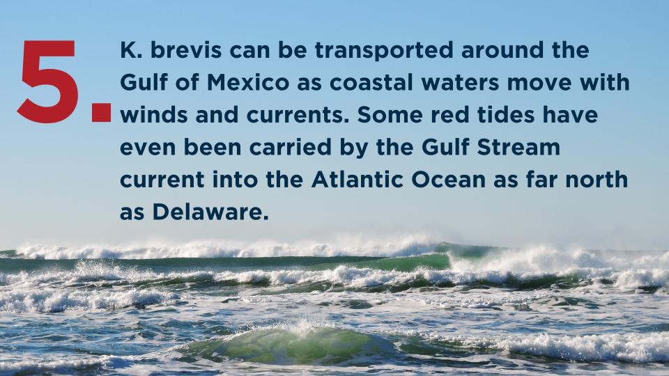 Here are 9 things you need to know about red tide, according to the Florida Fish and Wildlife Conservation Commission.