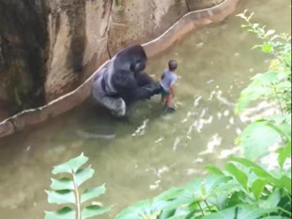 Harambe the gorilla with the child that fell into his enclosure in May 2016