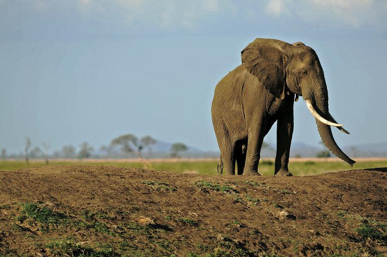 An African elephant wanders through the Mikumi National Park in Tanzania, on October 14, 2013