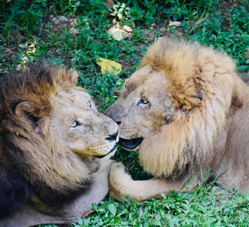 非洲獅大哥(右)及二哥(左)感情深厚。（圖／壽山動物園提供）