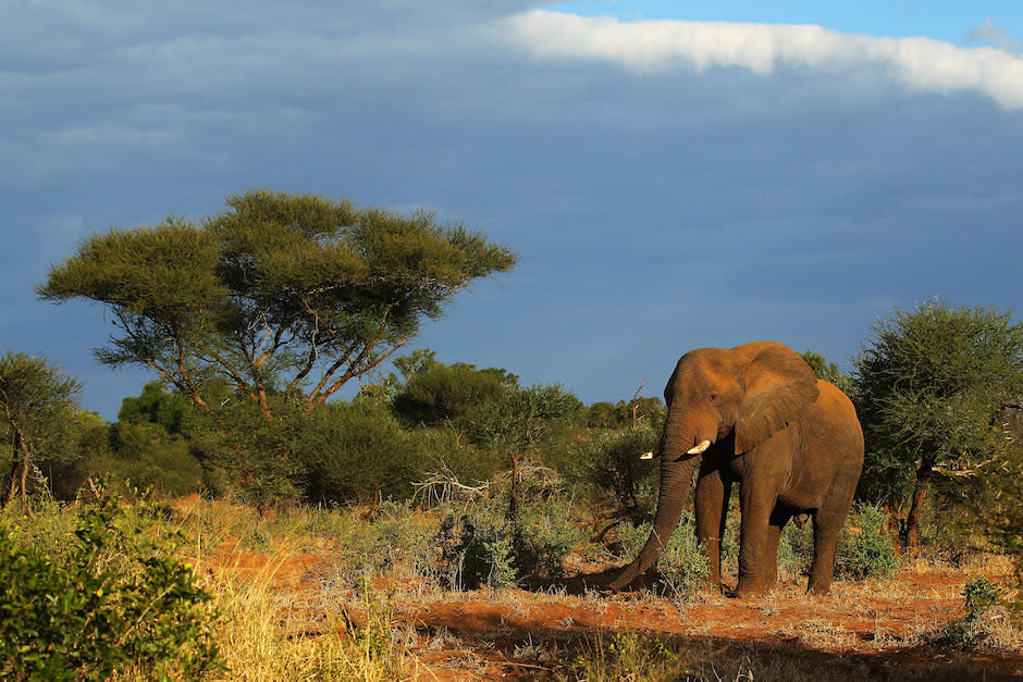 China ban ivory trade