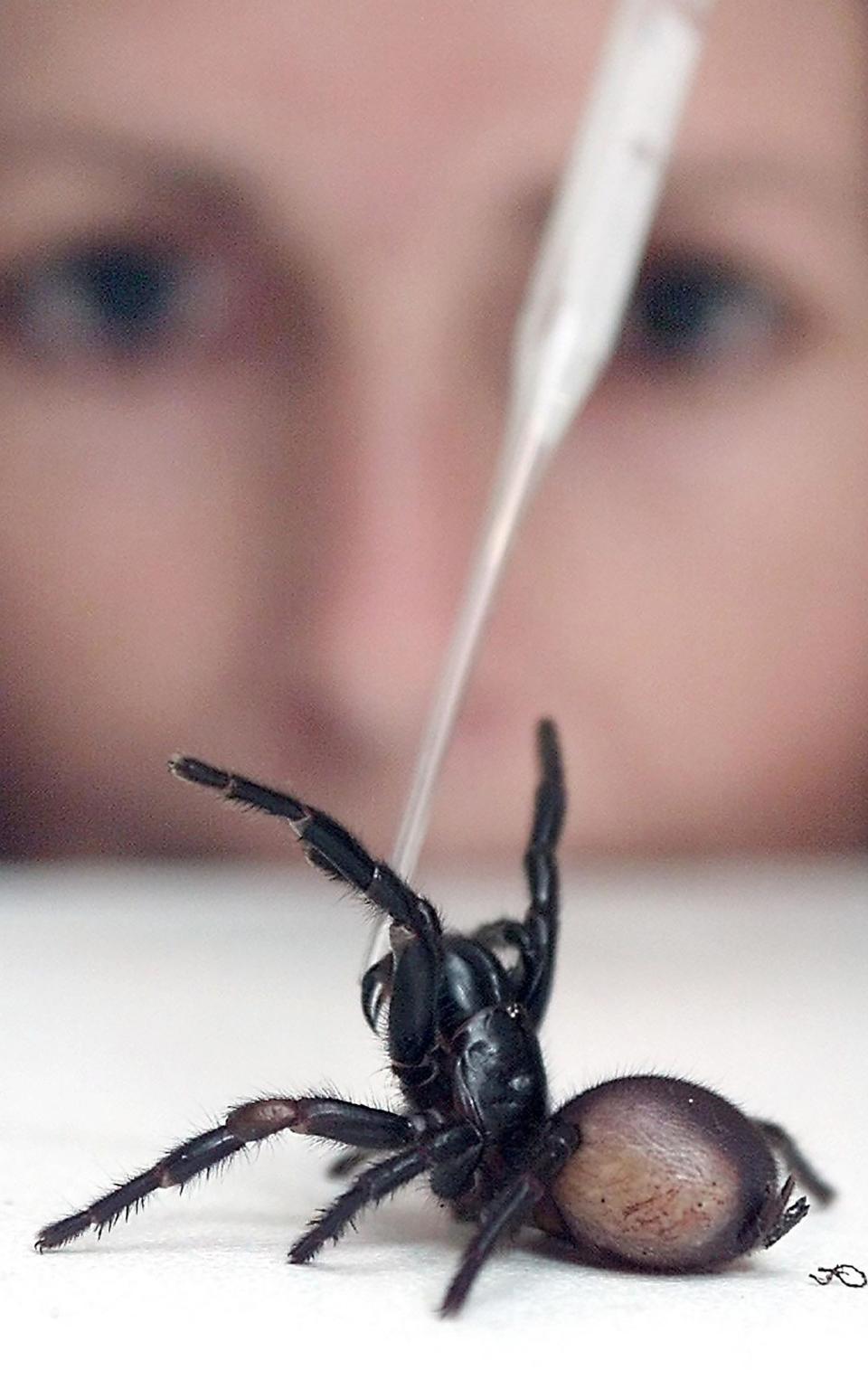 The venom from a deadly funnel-web spider is extracted at the Australian Reptile Park in Sydney - Credit: AFP