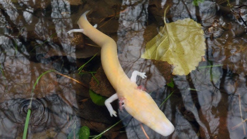 An adult olm in an aboveground spring during the day. - Photo: <a class="link " href="https://esajournals.onlinelibrary.wiley.com/doi/10.1002/ecy.4252" rel="nofollow noopener" target="_blank" data-ylk="slk:Matteo Riccardo Di Nicola;elm:context_link;itc:0;sec:content-canvas">Matteo Riccardo Di Nicola</a>