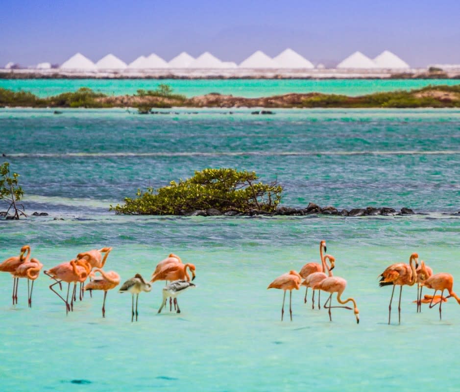 Bonaire is one of the Caribbean's main nesting grounds for pink flamingos—20,000 at last count.<p>Courtesy of Bonaire Tourism</p>