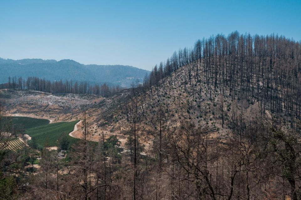 A scorched hillside from last year’s Glass fire is seen near Angwin, California (AFP via Getty Images)